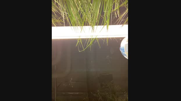 SuzieMurray StripChat Female 17-01-2025