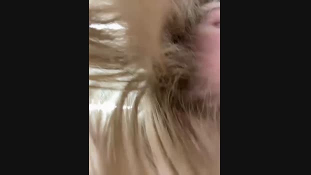 Miss_Elfie StripChat Female 27-01-2025