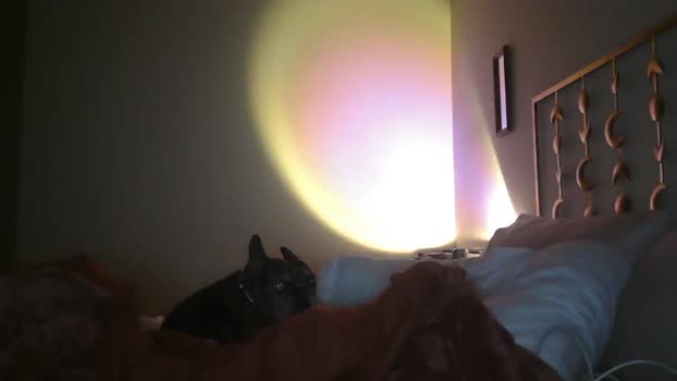 TitsMcgeee MyFreeCams Female 01-02-2025