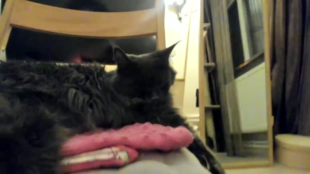 SashaLopez MyFreeCams Female 01-02-2025