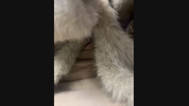 babydolll StripChat Female 11-02-2025