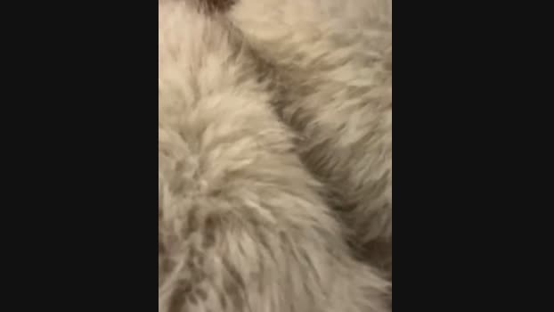 babydolll StripChat Female 11-02-2025