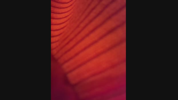 Lina_twin StripChat Female 22-02-2025