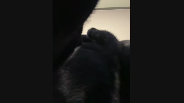 Wet__Bunny StripChat Female 25-02-2025