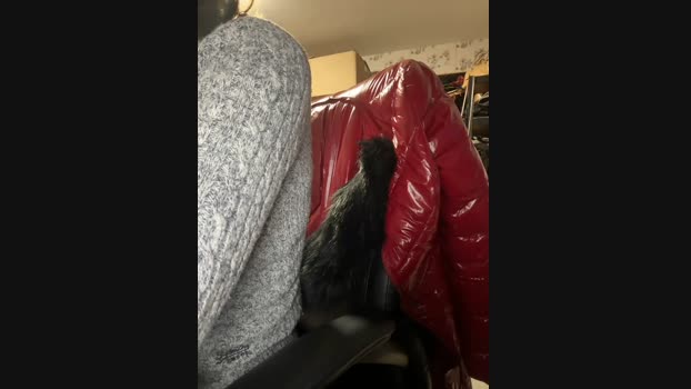 didihairypussy StripChat Female 27-02-2025