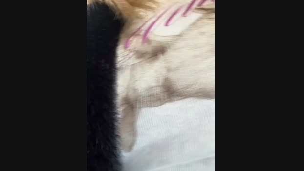 elegant_babe StripChat Female 28-02-2025