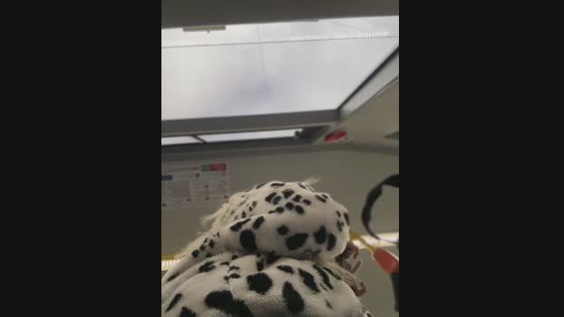 Milkyy_wway StripChat Female 02-03-2025