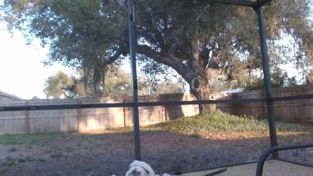 dazeydo Chaturbate Female 03-03-2025