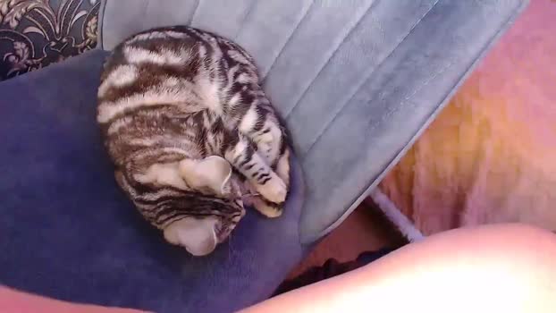 JessicaAddams MyFreeCams Female 12-03-2025