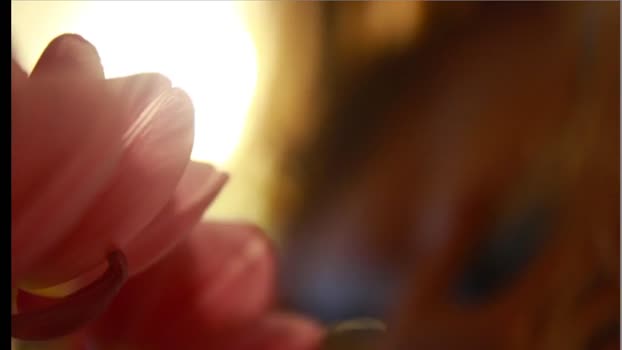 UGLYGIRL_ MyFreeCams Female 16-03-2025