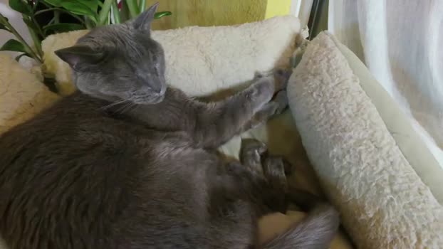 kissinghigh MyFreeCams Female 25-03-2025