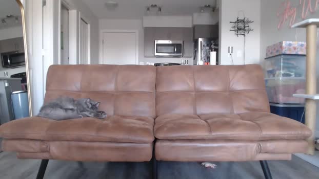 AlexisWildest MyFreeCams Female 14-04-2025