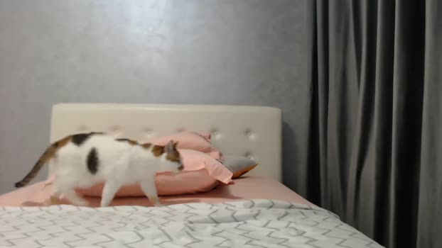 Aahh_Emilia MyFreeCams Female 25-04-2025