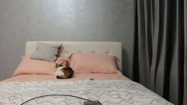 Aahh_Emilia MyFreeCams Female 29-04-2025