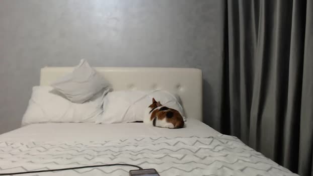 Aahh_Emilia MyFreeCams Female 06-05-2025