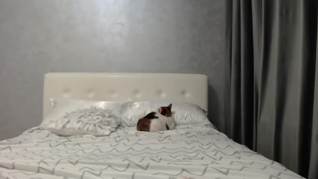 Aahh_Emilia MyFreeCams Female 13-05-2025