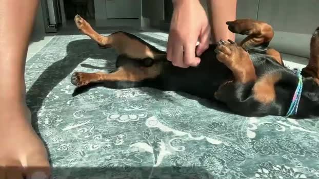 camiliakxoxo Chaturbate Female 02-08-2025