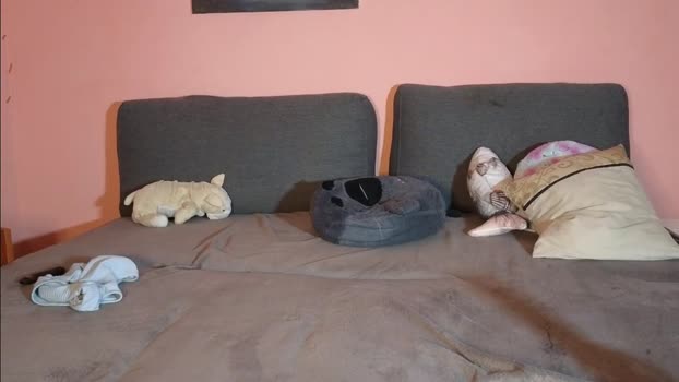 katusha008 Chaturbate Couple 21-09-2025