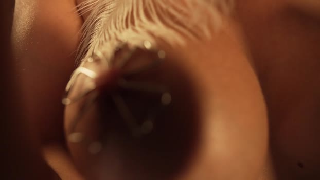 sunshine_______ Chaturbate Female 28-12-2025