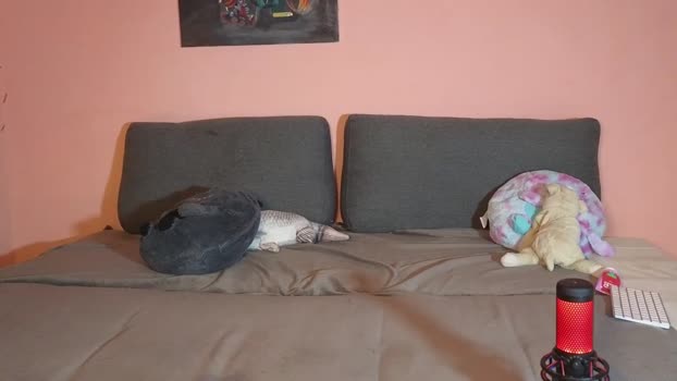 katusha008 Chaturbate Couple 14-01-2026