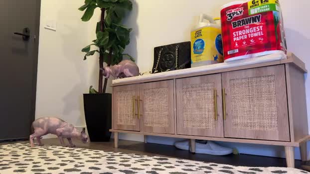 graciemae_baexx Chaturbate Couple 31-01-2026