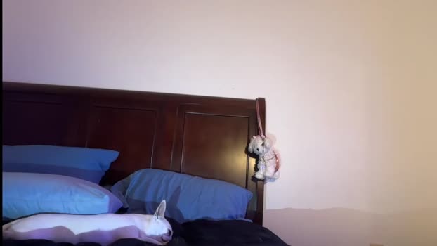 avangelinefunn99 Chaturbate Female 16-02-2026